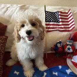 Carter - Blenheim male Cavapoo puppy in Tempe, Arizona from Springerdoodles Plus AZ
