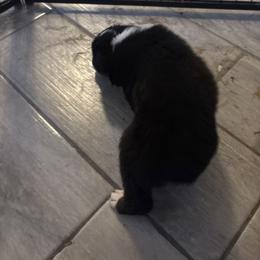 Blue collar - Black tri-color female Australian Shepherd puppy in Defuniak Springs, Florida from Blue Cypress Stock dogs