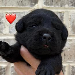 Red collar - Black female Labrador Retriever puppy in Clinton, Tennessee from Summer Rose
