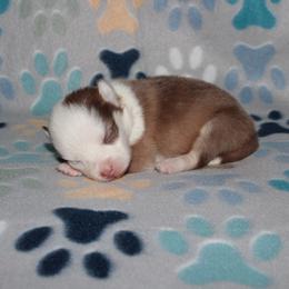 Crimson - Red and white female Pomsky puppy in Clarkston, Utah from Red Rock Ranch Breeders