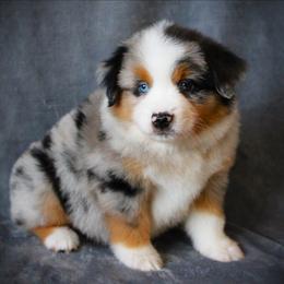 Fallon - Blue merle female Miniature Australian Shepherd puppy in Menomonee Falls, Wisconsin from Hunt N Oaks