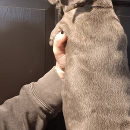 French Bulldogs and Great Danes from Reinwater