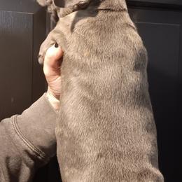 French Bulldogs and Great Danes from Reinwater