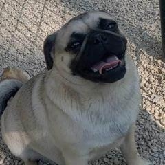 Stella - Pug