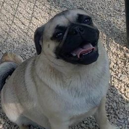 Stella - Pug
