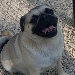 Stella - Pug