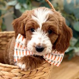 Bernedoodles from The Puppy Nest