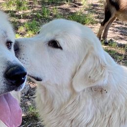 Luna - Great Pyrenees
