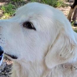 Luna - Great Pyrenees