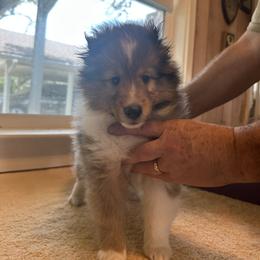 Shetland Sheepdogs from Stone Oak shelties
