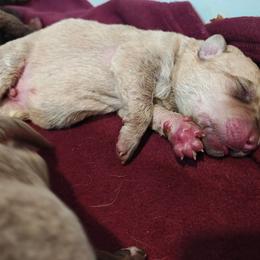 Oko - Deadgrass male Chesapeake Bay Retriever puppy in Soap Lake, Washington from Desert Oasis Kennels