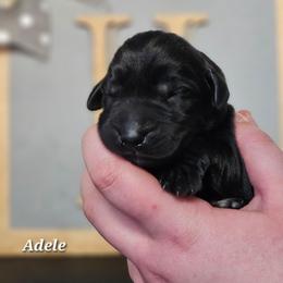 Adele - Black female Labrador Retriever puppy in Macomb, Missouri from Hicks Family Homestead
