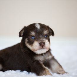 Miniature Schnauzer Puppies from Schnauzah