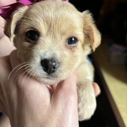 Chihuahua Puppies from Van Ausdoll Kennels