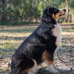 Bonnie - Australian Shepherd