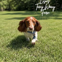 Dachshunds from Lisa’s Teeny Weeny Farm