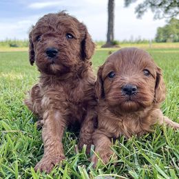 Cockapoos from Puddin Swamp Paws