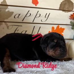 Red collar - Black and rust male Doberman Pinscher puppy in Winamac, Indiana from DIAMOND RIDGE DOBERMANS