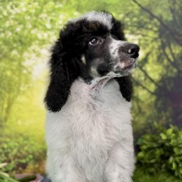 Patriot - Phantom Poodle puppy in Middlebourne, West Virginia from El Silencio Standard Poodles