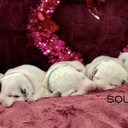 Australian Cattle Dogs from Southern Charm Heelers