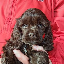 Boston Terrier and Cocker Spaniel Puppies from Down in the Holler