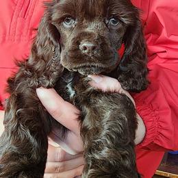 Boston Terrier and Cocker Spaniel Puppies from Down in the Holler