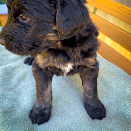 Bernedoodle and Siberian Husky Puppies from Timberline Paws