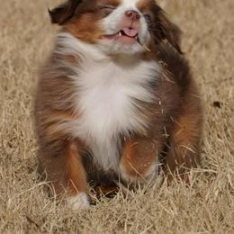 Red Merle 1 - Red merle male Miniature Australian Shepherd puppy in Lawton, Oklahoma from Lindsey’s Aussies