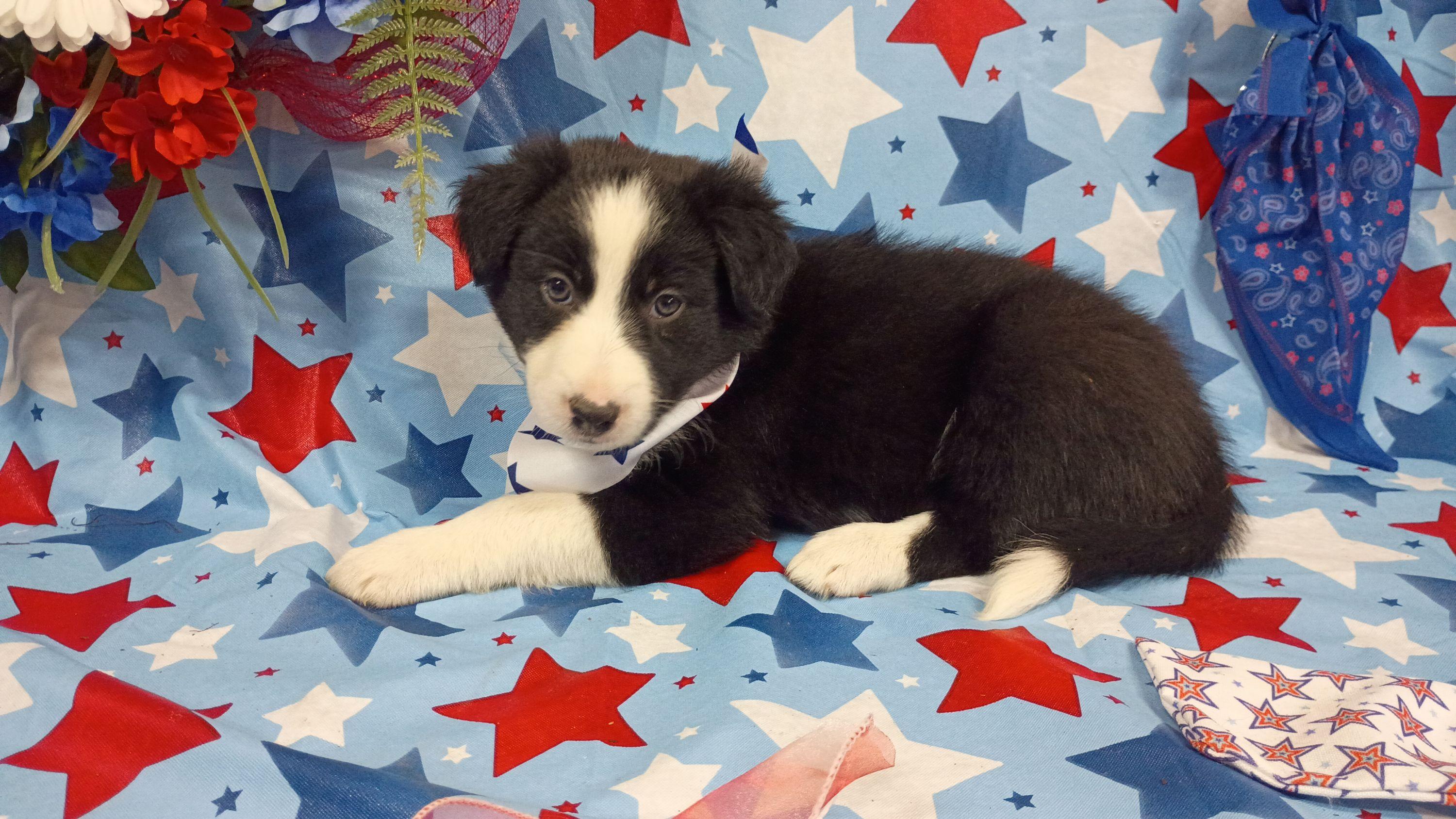 Sammie (Urui ) - Black and white female Border Collie puppy in Max, Nebraska from Stag Valley Homestead
