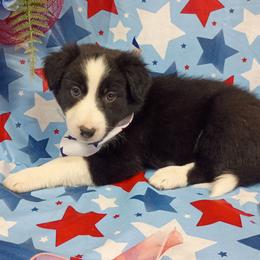 Sammie (Urui ) - Black and white female Border Collie puppy in Max, Nebraska from Stag Valley Homestead