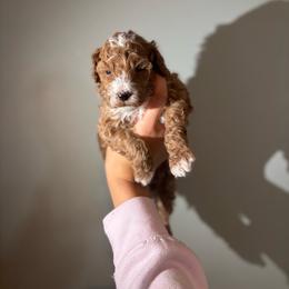 Apollo - Red  male Goldendoodle puppy in Noblesville, Indiana from R and H Doodles