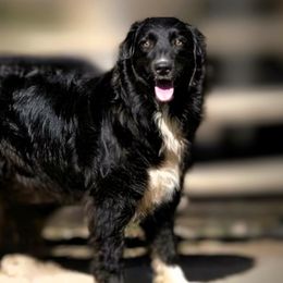 Lily - Australian Shepherd