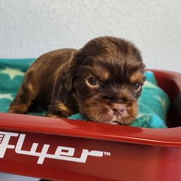 Chewy - Chocolate male Cavalier King Charles Spaniel puppy in Marshfield, Missouri from Clearview Kennels