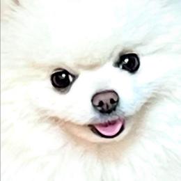 Pip - Pomeranian