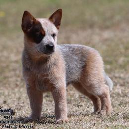 Boy 1 - Red speckled male Australian Cattle Dog puppy in Monroe, Louisiana from The Sweet Kennels