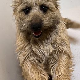 Ruby - Cairn Terrier
