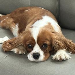 Peaches - Cavalier King Charles Spaniel