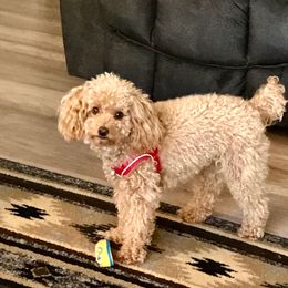 Penny - Poodle