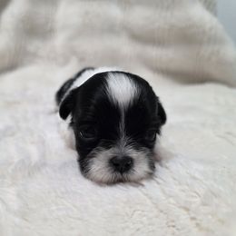 Treasure - Black and white female Shichon puppy in Ronda, North Carolina from Willow River