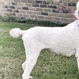 Poodles from Buies Mill Kennels