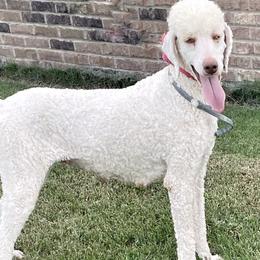 Poodles from Buies Mill Kennels