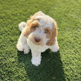 Bay - Caramel ice male Australian Labradoodle puppy in Saratoga Springs, Utah from Saratoga Springs Doodles