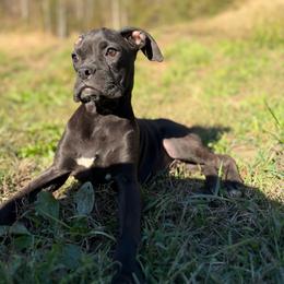 Boy 4 - Brindle male Boxer puppy in Prestonsburg, Kentucky from Diamond Standard Boxers