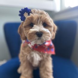 Phoebe - Red female Cavapoo puppy in West Haven, Utah from Harper Haven Cavapoos & Doodles