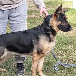 Ginger - German Shepherd