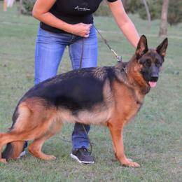 Sara - German Shepherd