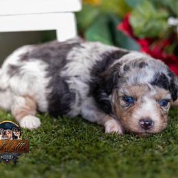 Charlotte - Blue merle female Toy Australian Shepherd puppy in Granbury, Texas from Best Little Aussies
