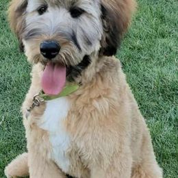 Bernedoodles from So In Doodles