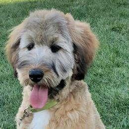 Bernedoodles from So In Doodles