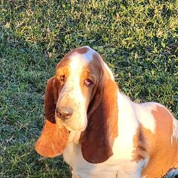 Mnemosyne - Basset Hound